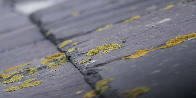 Mold or Mildew